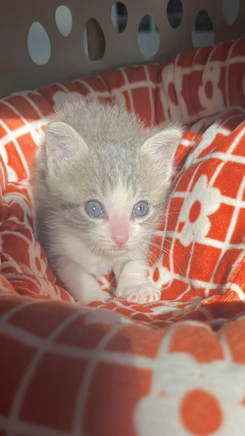 A baby medium-sized male Domestic Short Hair cat named Dewey for adoption in Houston, TX