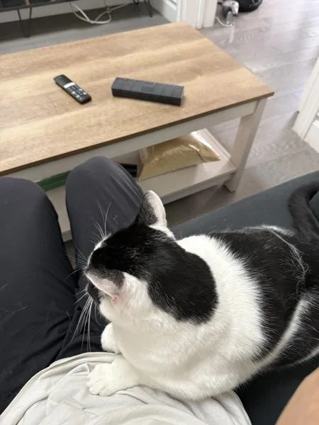 An adult large-sized female Domestic Short Hair cat named Kiki for adoption in Ridgewood, NY