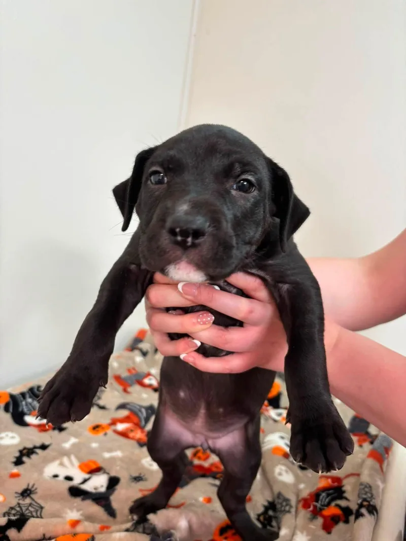 A baby medium-sized female Black Mixed Breed dog named Acacia for adoption in Jamestown, ND
