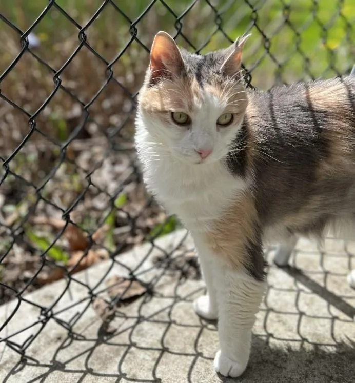 A senior large-sized female Calico Domestic Short Hair cat named Lizzie Lulu for adoption in Arlington, WA