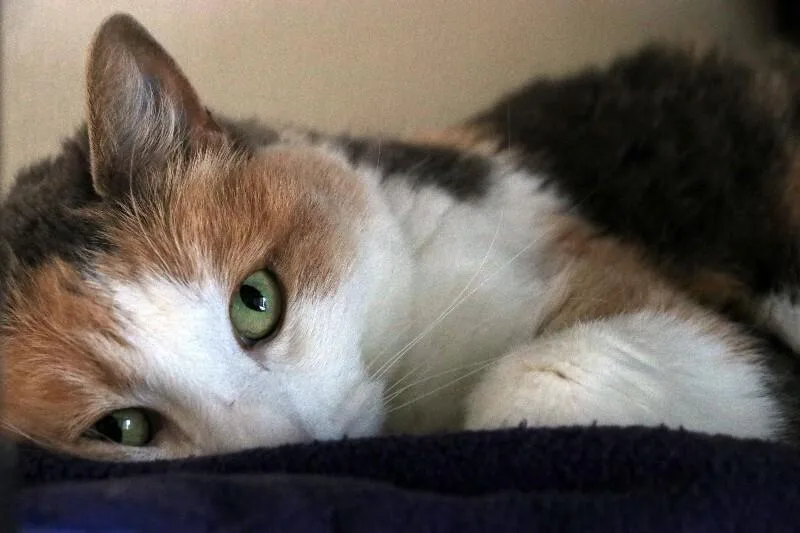 Lizzie Lulu thumbnail 3