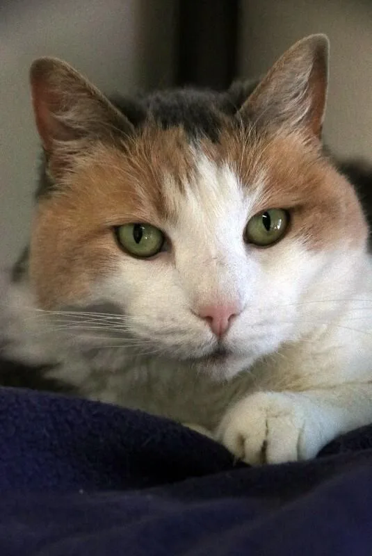 Lizzie Lulu thumbnail 5