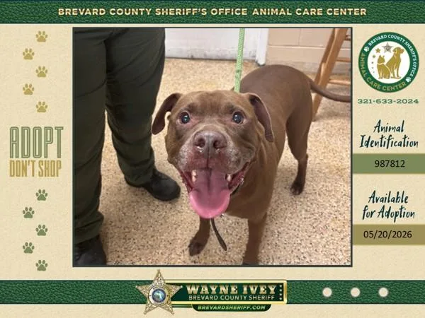 An adult medium-sized male Mixed Breed dog named Mr. Brown for adoption in Melbourne, FL