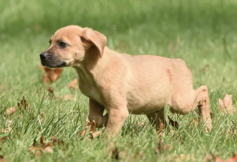 A baby medium-sized female Beagle dog named Lainey for adoption in Mechanicsburg, PA