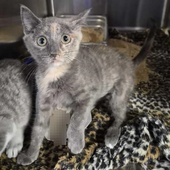 A baby small-sized female Gray / Blue / Silver Domestic Short Hair cat named Cuddle Star for adoption in Davenport, IA