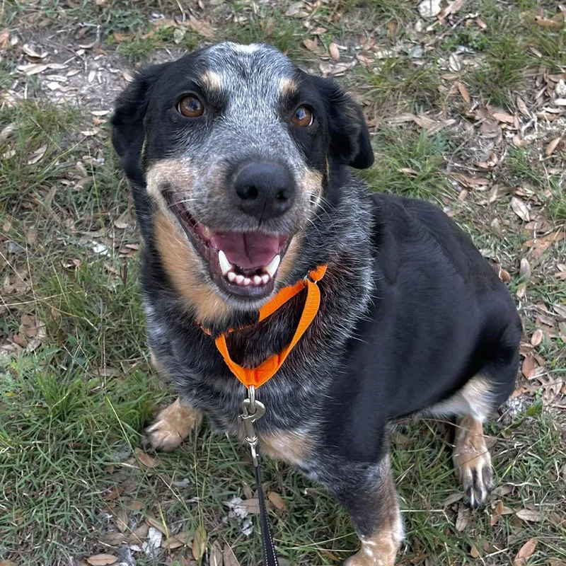An adult medium-sized male Tricolor (Brown, Black, & White) Australian Cattle Dog / Blue Heeler dog named Gus for adoption in Center Point, TX