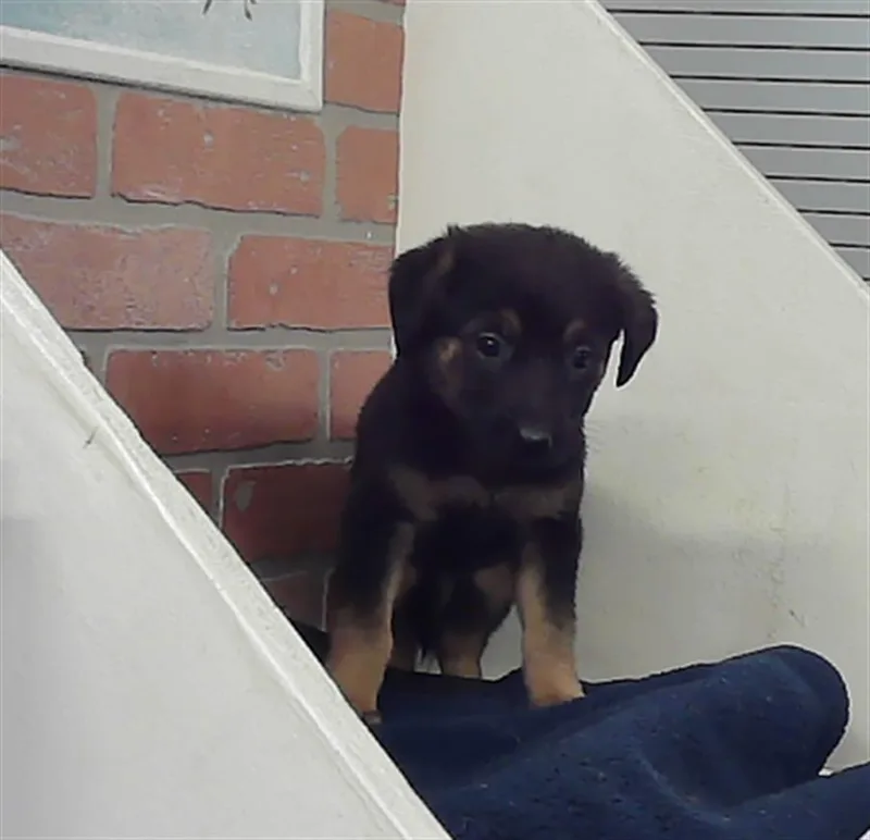A baby small-sized female German Shepherd Dog dog named A for adoption in Houston, TX