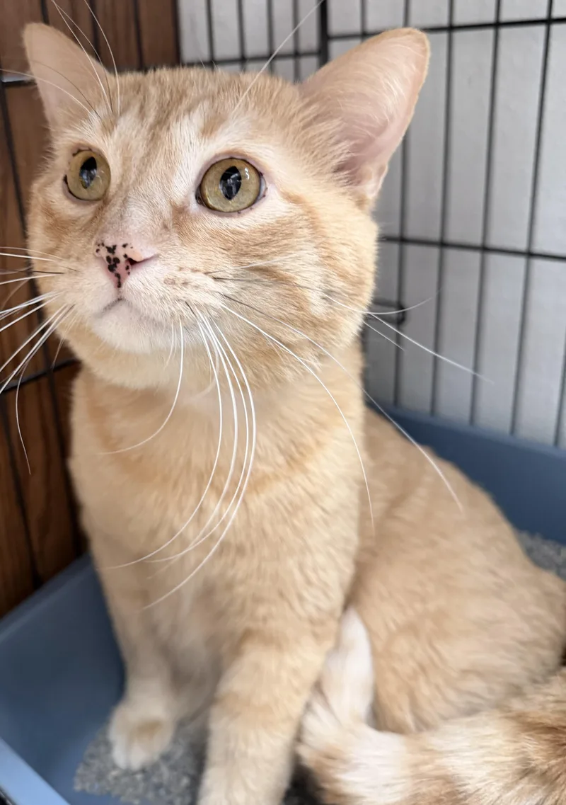 A young medium-sized male Tabby (Orange / Red) Domestic Short Hair cat named Newcee for adoption in Estes Park, CO