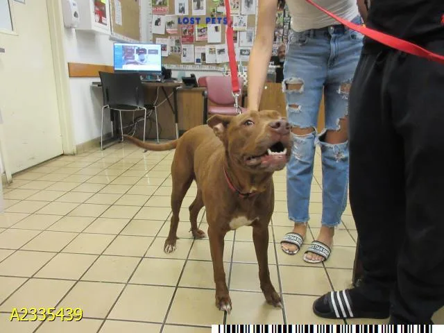 An adult large-sized female Mixed Breed dog named Marika for adoption in West Palm Beach, FL