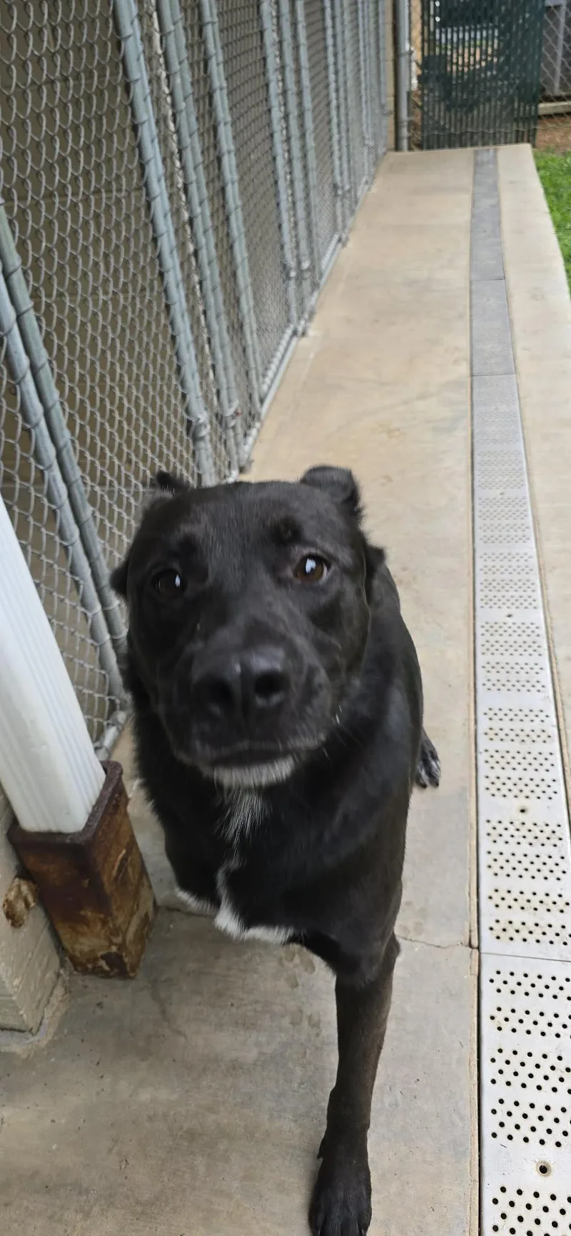 A young large-sized male Shepherd dog named Knox for adoption in Orange, VA