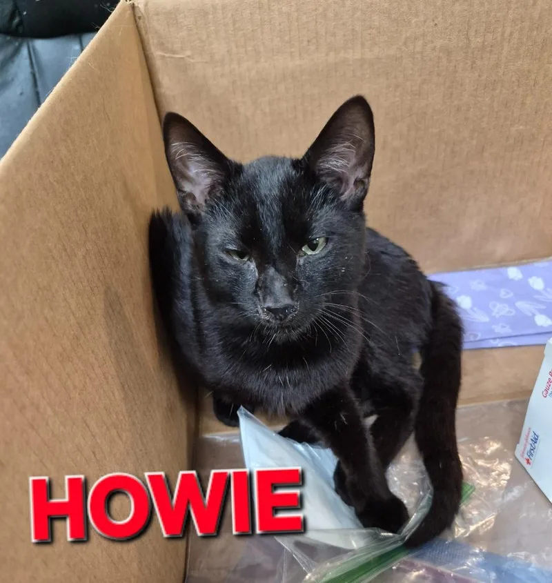 Howie
