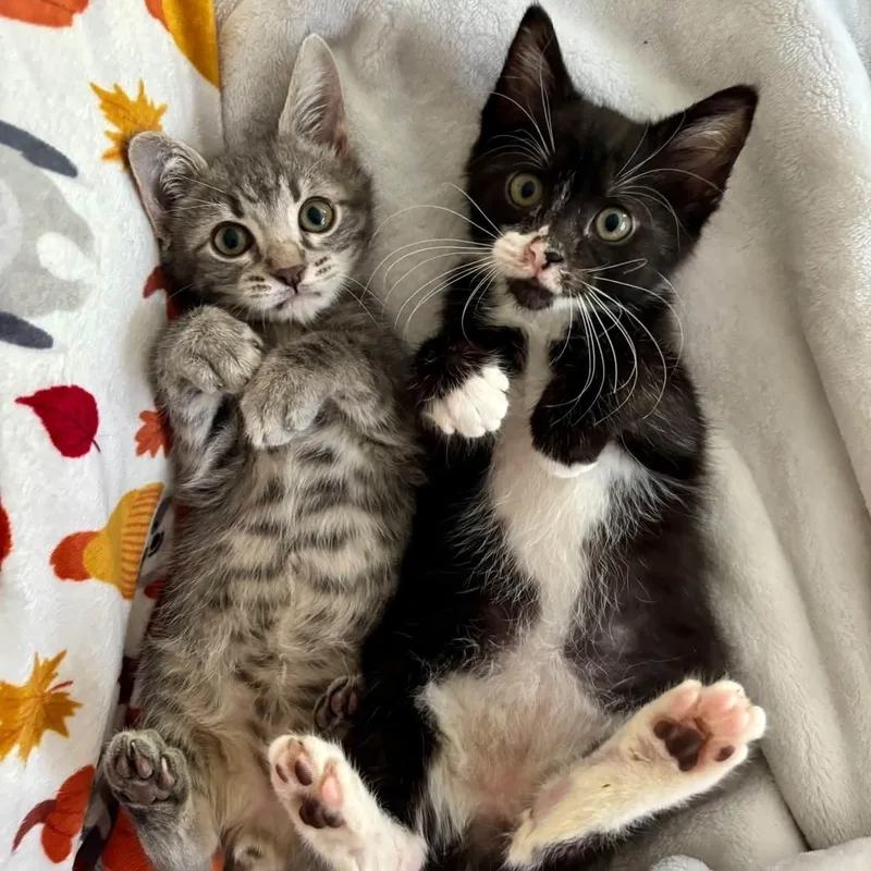A baby medium-sized male Tabby (Gray / Blue / Silver) Tabby cat named Mighty Mouse for adoption in Washington, PA