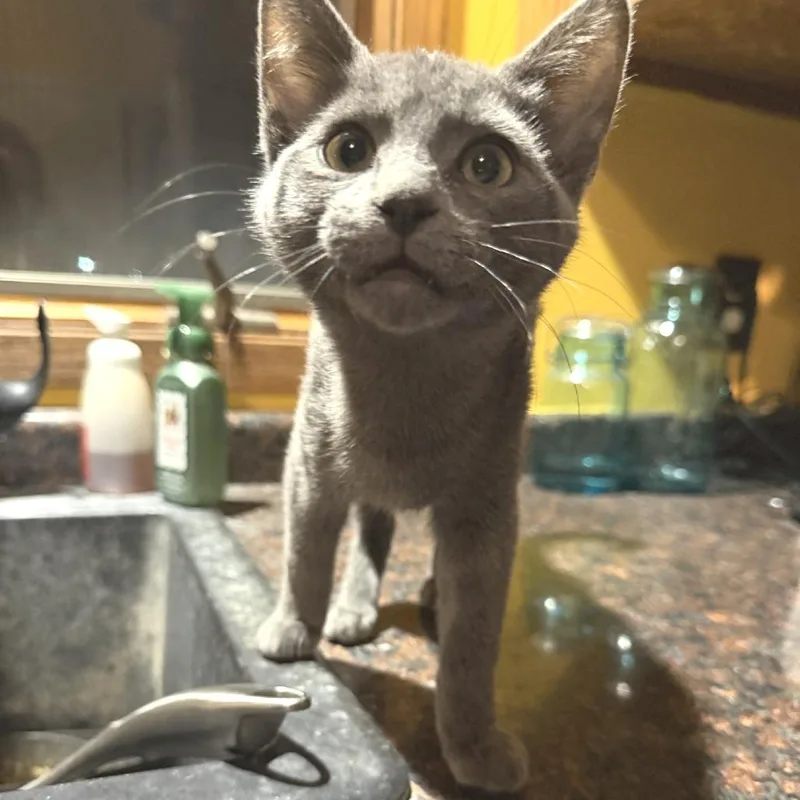 A baby small-sized female Gray / Blue / Silver Domestic Short Hair cat named Celine for adoption in Albert Lea, MN