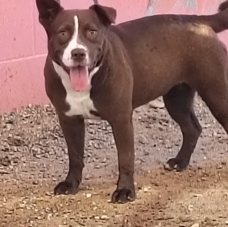 A young medium-sized female Pit Bull Terrier dog named Stella for adoption in Parker, AZ