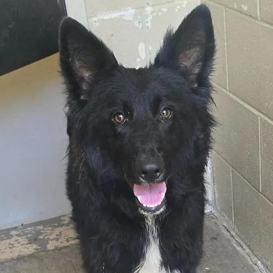 A young medium-sized female Black Shepherd dog named Tessa for adoption in Orange, VA