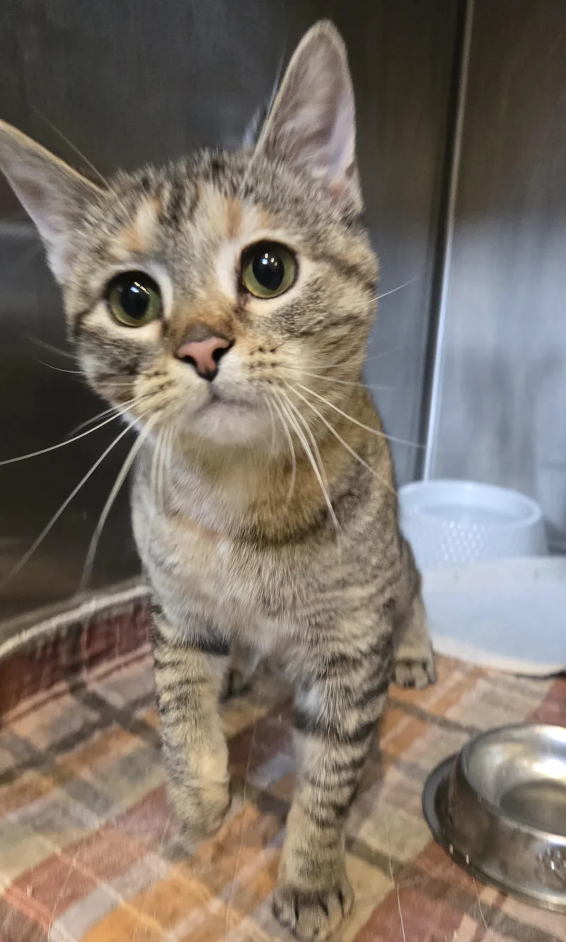 A young medium-sized female Torbie Domestic Short Hair cat named Tink for adoption in Bloomsdale, MO