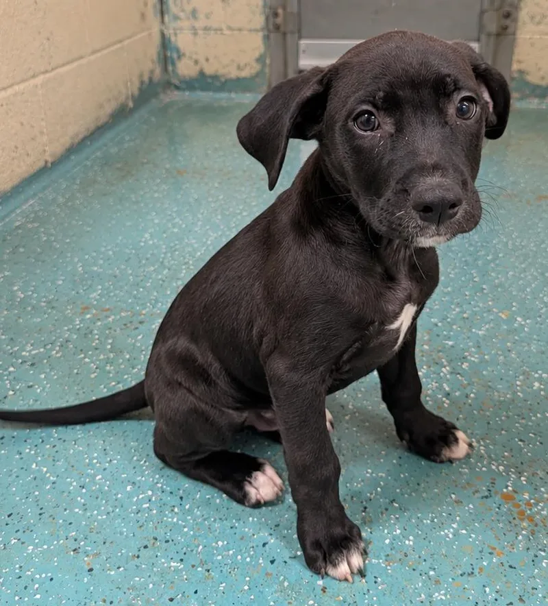 A baby medium-sized male Labrador Retriever dog named Scout for adoption in Seven Points, TX