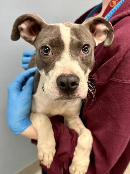 A baby large-sized female Gray / Blue / Silver Mixed Breed dog named Hurricane for adoption in Wichita, KS