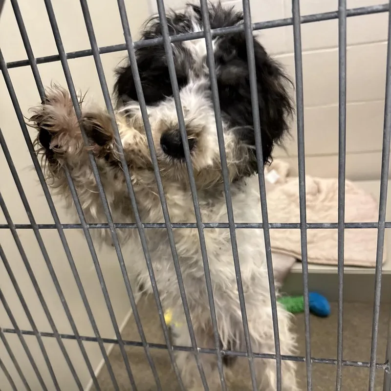 A young small-sized male Black Poodle dog named Einstein for adoption in Council Bluffs, IA