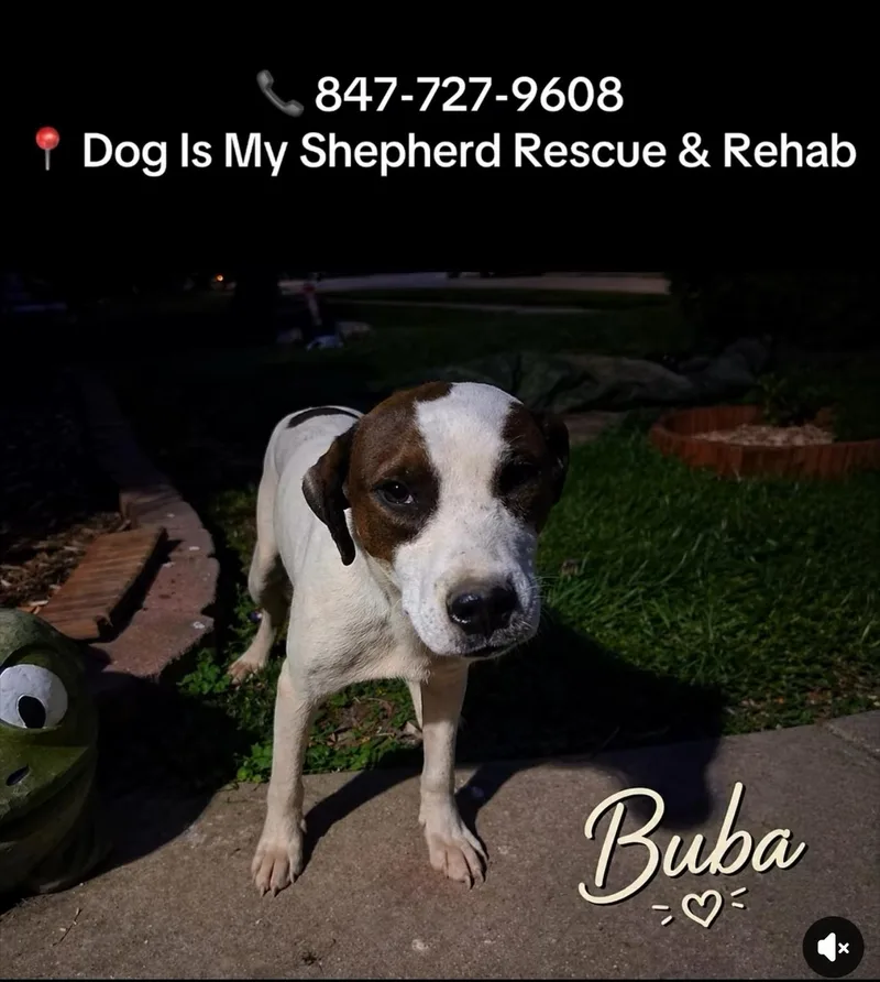 A young medium-sized male Mixed Breed dog named Buba for adoption in Northlake, IL