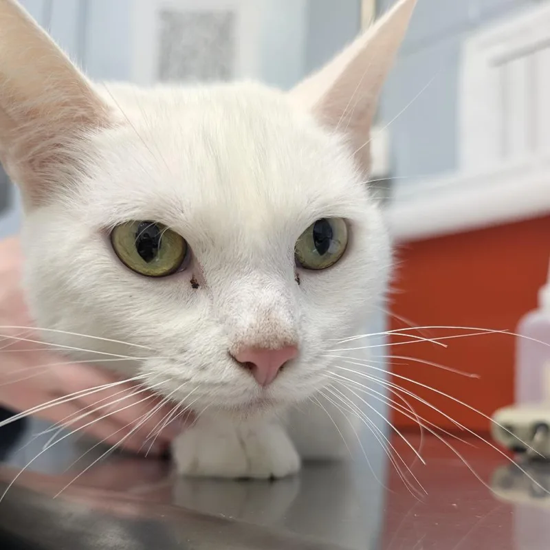 An adult medium-sized female White Domestic Short Hair cat named Baboon for adoption in Indianapolis, IN
