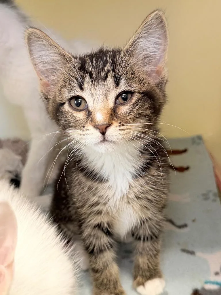 A baby medium-sized female Domestic Short Hair cat named Secret Service for adoption in Menomonie, WI