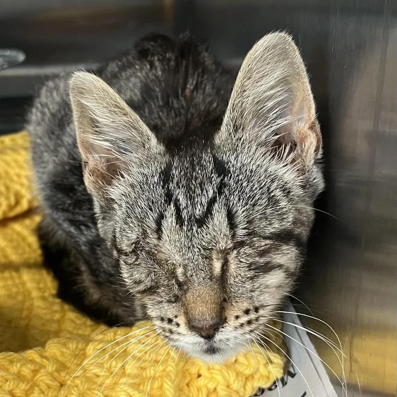 A baby small-sized female Brown / Chocolate Domestic Short Hair cat named Bscut for adoption in Dearborn, MI