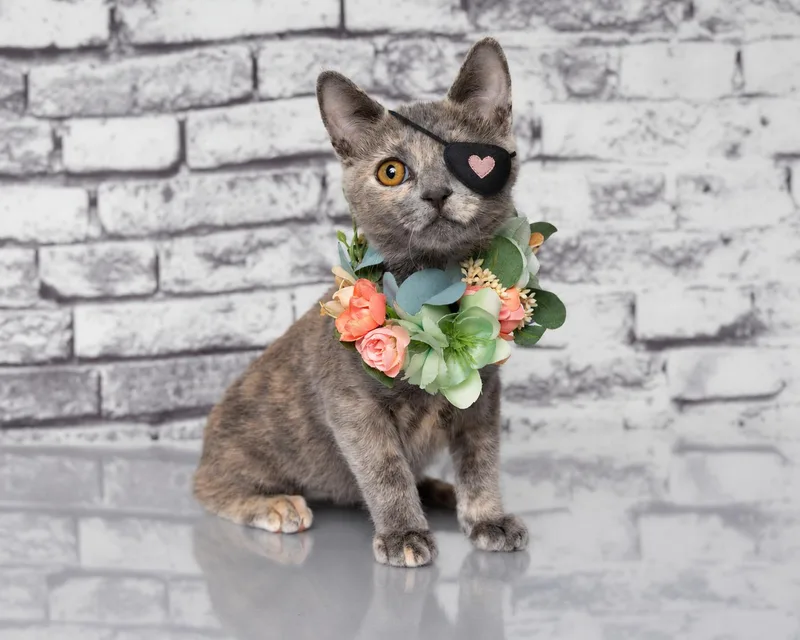 A baby medium-sized female Dilute Tortoiseshell cat named Cinnamon for adoption in Tuscaloosa, AL