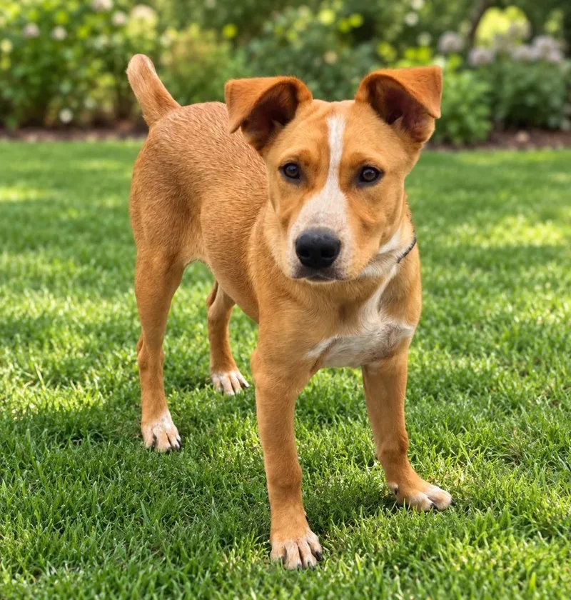 A baby medium-sized male Cattle Dog dog named Gil for adoption in East Ridge, TN