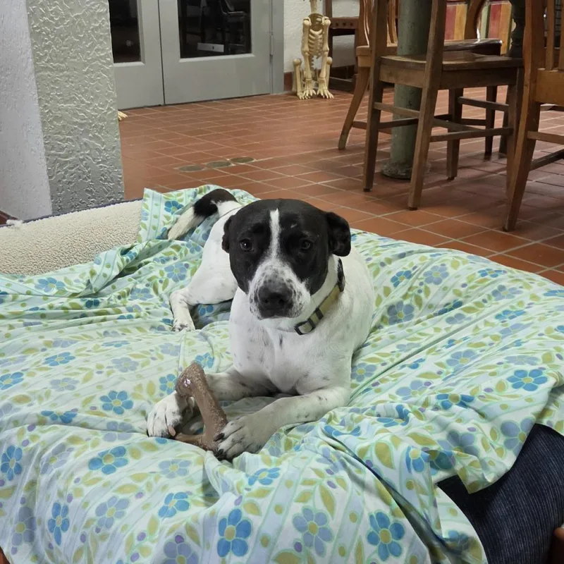 An adult medium-sized female Mixed Breed dog named Pig for adoption in Houston, TX
