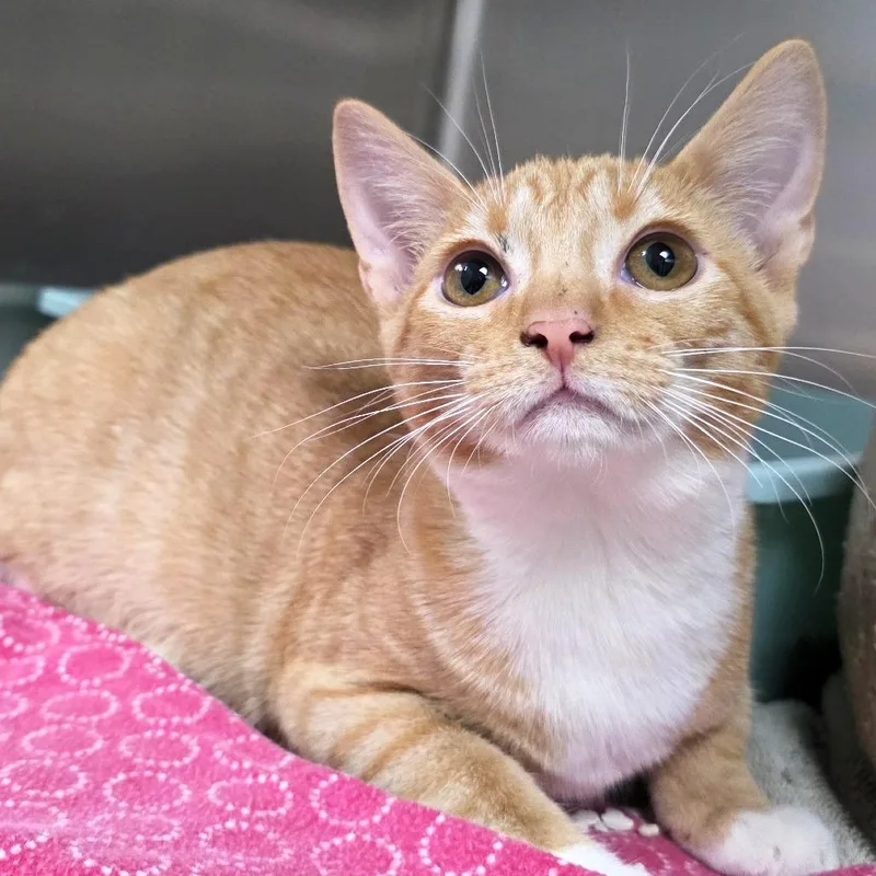 A baby small-sized female Orange / Red Domestic Short Hair cat named Olive for adoption in Michigan City, IN