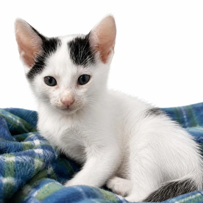 A baby small-sized male Black Domestic Short Hair cat named NightCrawler for adoption in Columbiana, AL