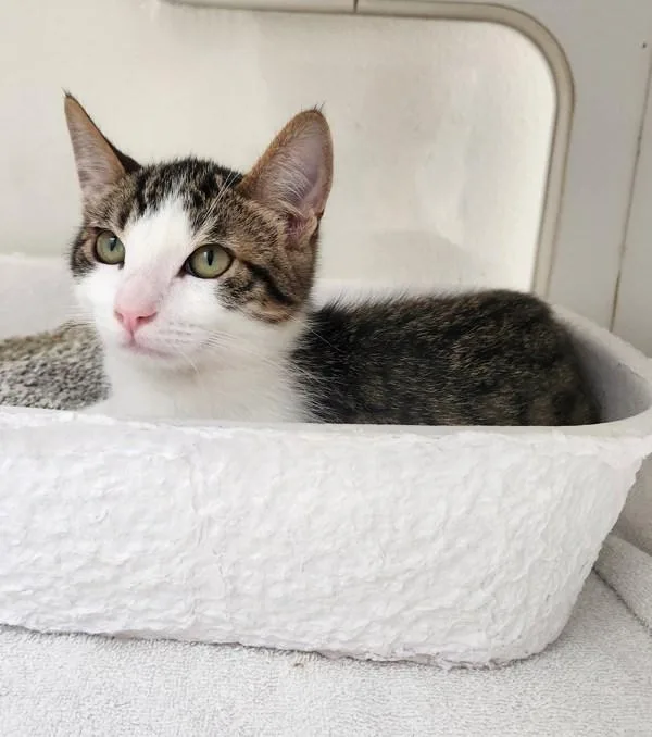 A baby small-sized male Domestic Short Hair cat named Windy for adoption in Healdsburg, CA