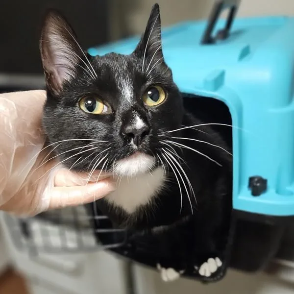 A young small-sized male Domestic Short Hair cat named Turtle for adoption in Oakland, CA