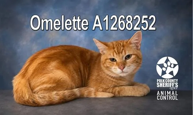 A young large-sized male Domestic Short Hair cat named Omelette for adoption in Winter Haven, FL