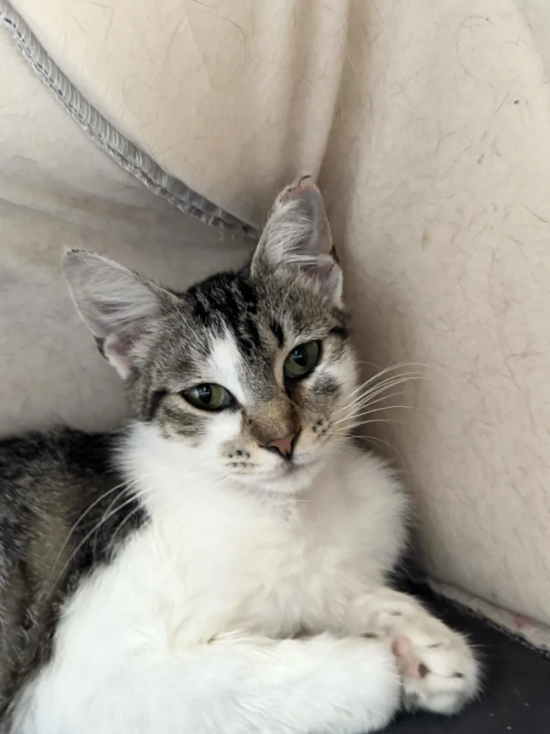 A young medium-sized female Gray / Blue / Silver American Shorthair cat named Rosie for adoption in Pacific Palisades, CA