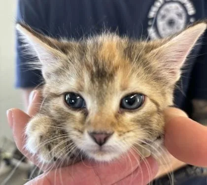 A baby small-sized female Domestic Medium Hair cat named Nola for adoption in West Memphis, AR