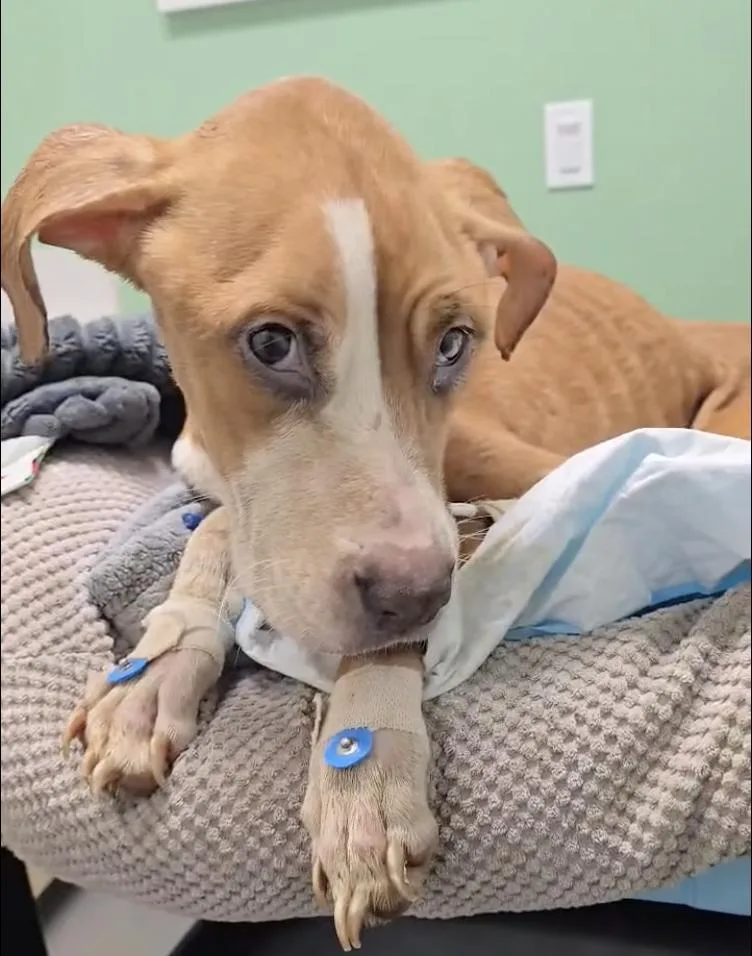 An adult medium-sized female Mixed Breed dog named Haven for adoption in Long Island City, NY