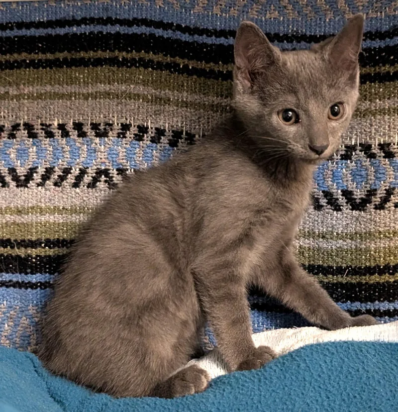 Ivan