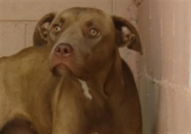 A young large-sized female Mixed Breed dog named Tamika for adoption in Columbia, SC