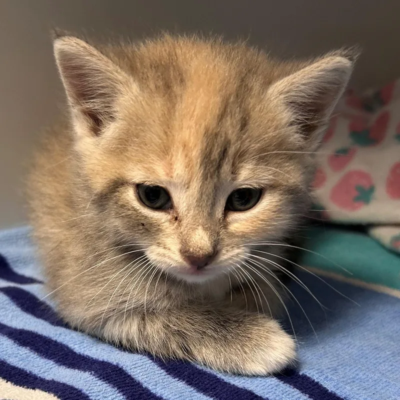 A baby small-sized female Dilute Calico Domestic Short Hair cat named Aurora for adoption in Margate, FL
