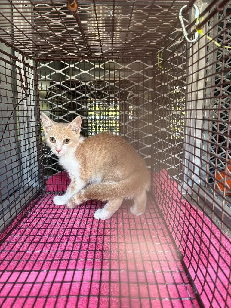 A young small-sized male Domestic Short Hair cat named Skywalker for adoption in New Braunfels, TX