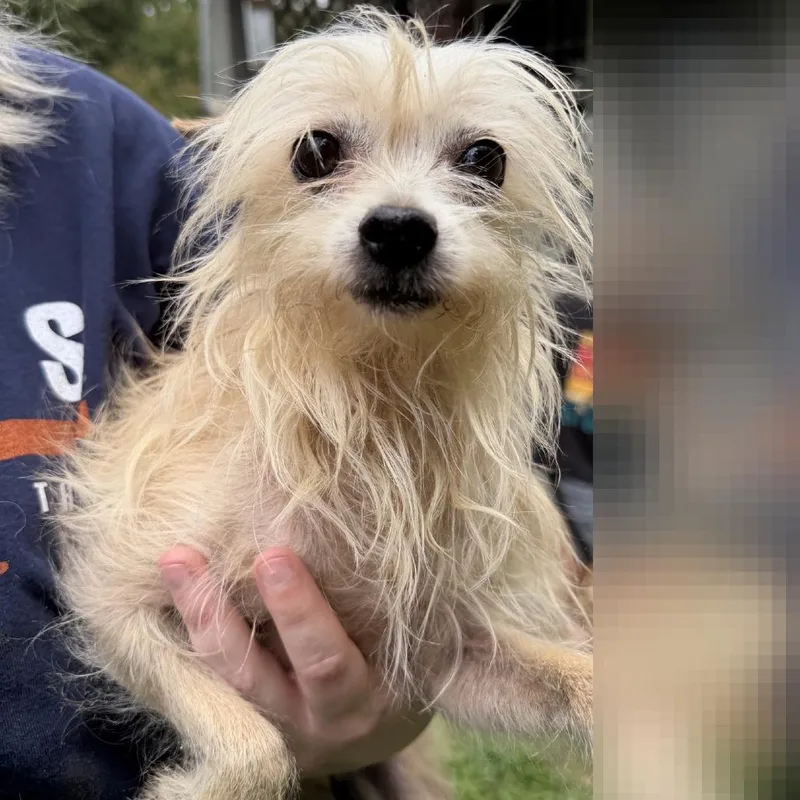 An adult small-sized female Yellow / Tan / Blond / Fawn Mixed Breed dog named Pansy for adoption in Denison, TX