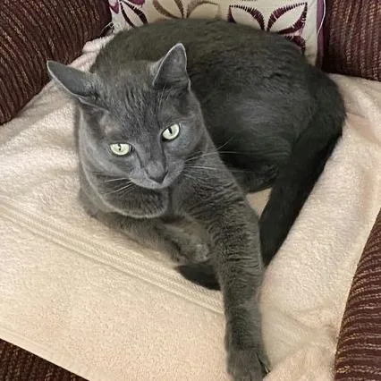 A senior small-sized male Gray / Blue / Silver Domestic Short Hair cat named Smokey for adoption in Norman, OK