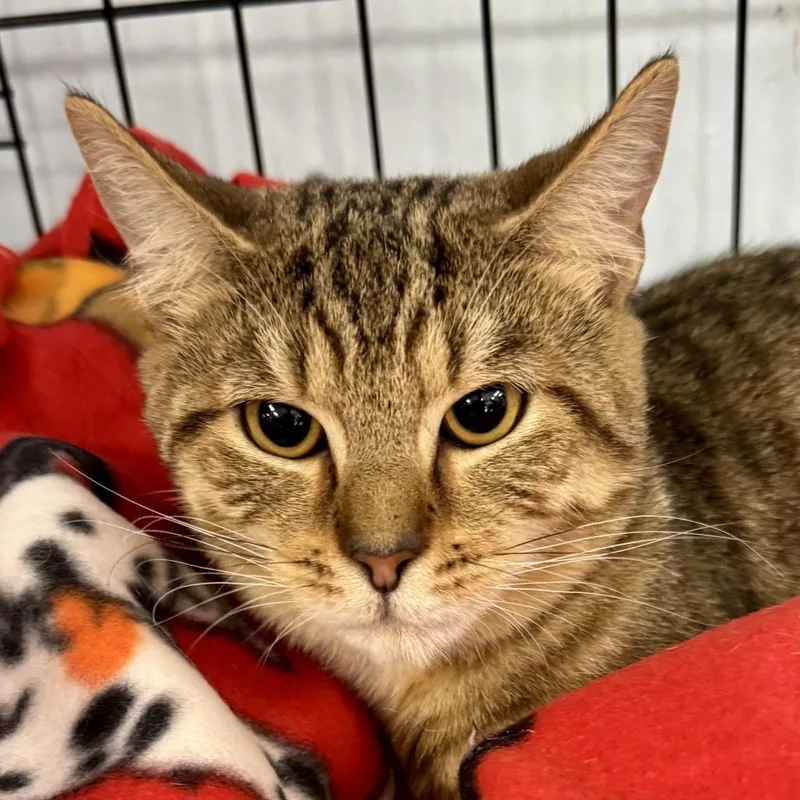 A young small-sized male Domestic Short Hair cat named Tennessee for adoption in Miami, FL