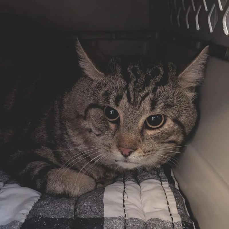 An adult large-sized male Domestic Short Hair cat named Ox for adoption in Fairport, NY