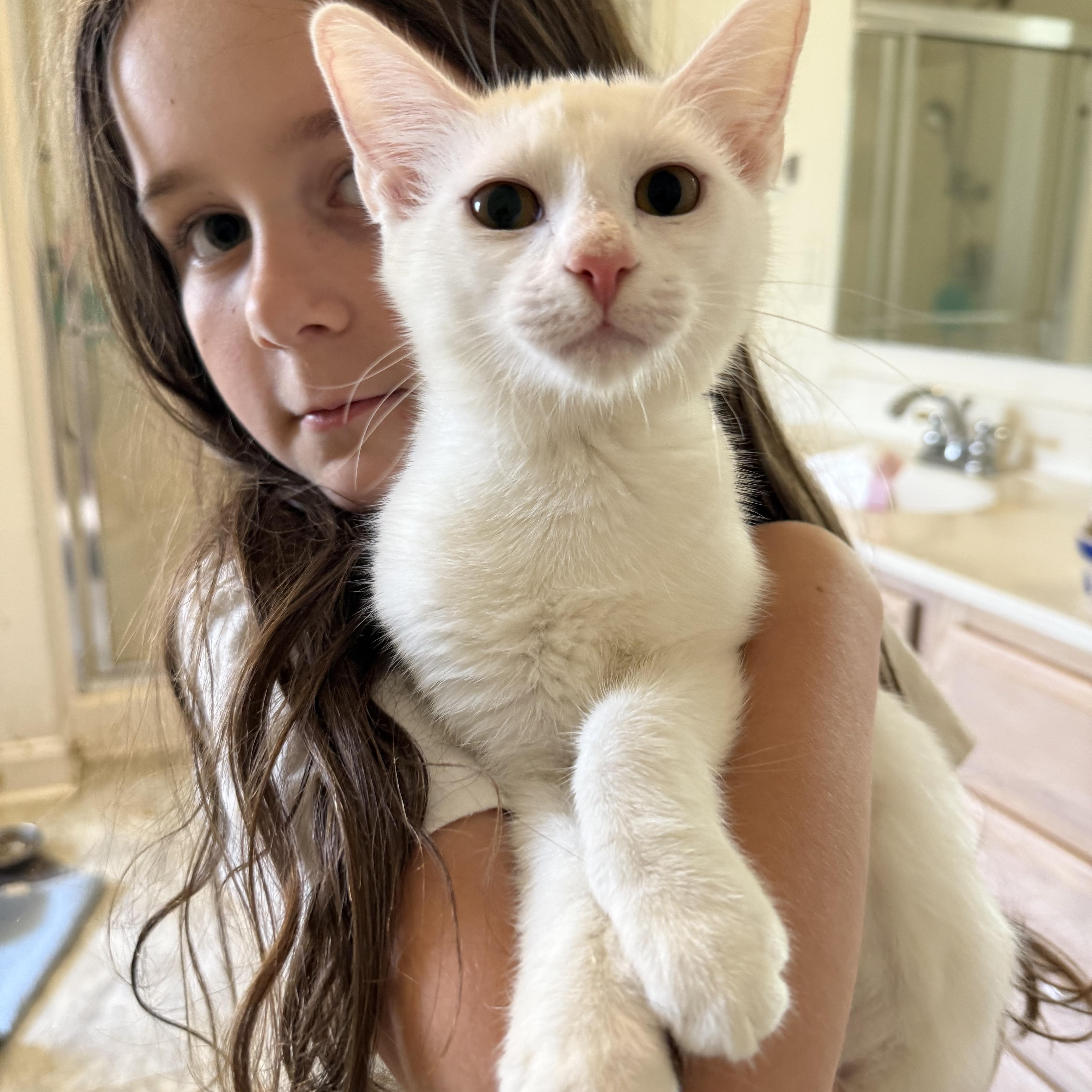 A young medium-sized female White Domestic Short Hair cat named Lima for adoption in Pittsboro, NC