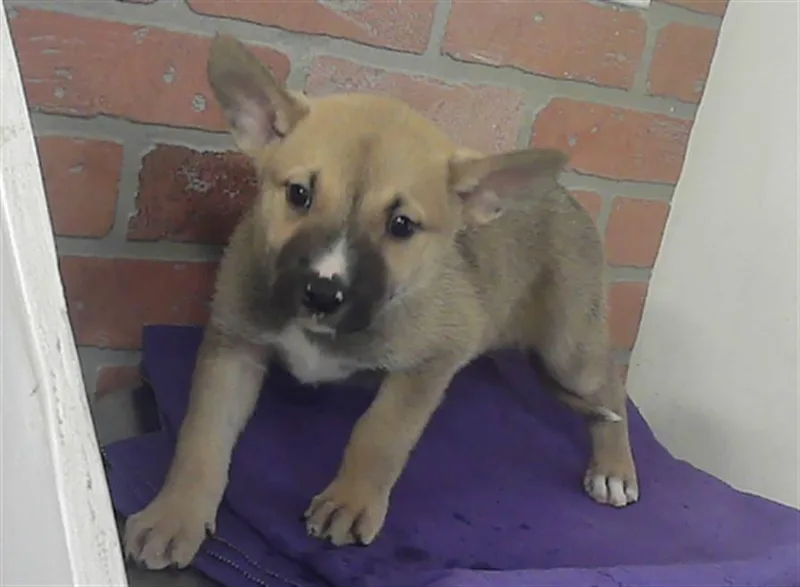 A baby small-sized male German Shepherd Dog dog named Getty for adoption in Houston, TX