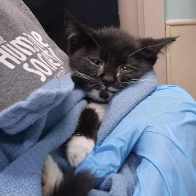 A baby small-sized male Black Domestic Short Hair cat named Yeti for adoption in Tacoma, WA