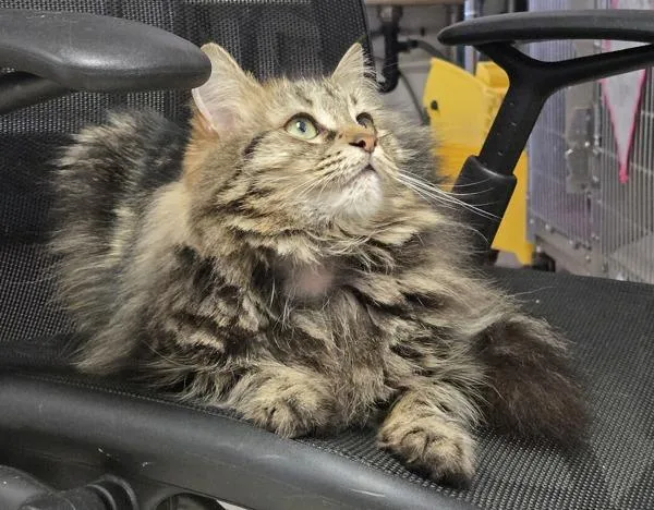 A young medium-sized female Domestic Long Hair cat named Sweet Potato for adoption in Vallejo, CA